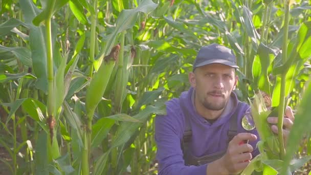 Mann klammert Maiskolben und kontrolliert mit Lupe — Stockvideo
