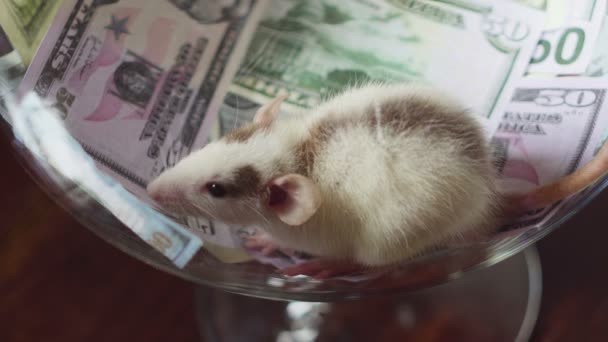 Funny a rat with a lot of money, but without freedom. — Stock Video