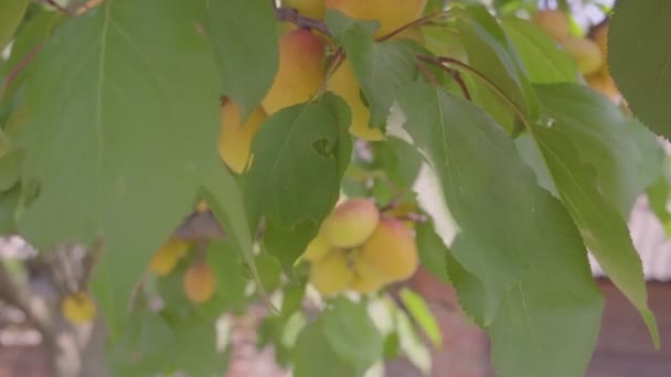 Récoltez des abricots mûrs sur un arbre. Aliments biologiques . — Video