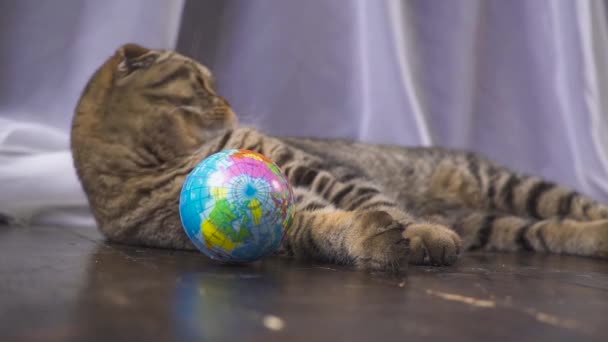 De kat rommelt met een wereldbol. Concept op de wereld in uw hand. Slow motion — Stockvideo