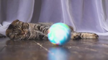 Kedi bir küre ile oynuyor. Elini dünyada kavram. ağır çekim