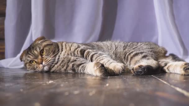 Il gatto sta giocando con un globo. Concetto sul mondo in mano. rallentatore — Video Stock