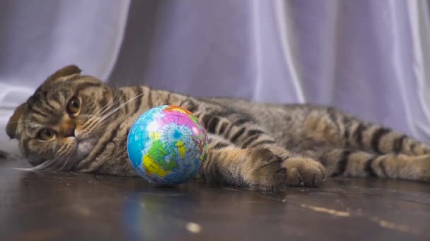 Kedi bir küre ile oynuyor. Elini dünyada kavram. ağır çekim — Stok video