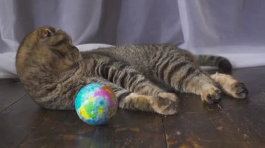 Kedi bir küre ile oynuyor. Elini dünyada kavram. ağır çekim