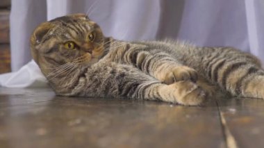 Kedi bir küre ile oynuyor. Elini dünyada kavram. ağır çekim