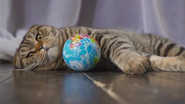 Η γάτα παίζει με μια υδρόγειο σφαίρα. Αντίληψη για τον κόσμο στο χέρι σας. αργή κίνηση — Αρχείο Βίντεο