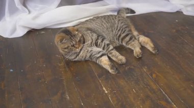 Kedi bir küre ile oynuyor. Elini dünyada kavram. ağır çekim