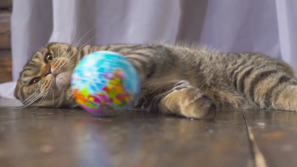 O gato está brincando com um globo. Conceito sobre o mundo em sua mão. câmara lenta — Vídeo de Stock