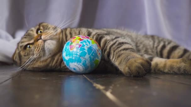 El gato está jugando con un globo. Concepto sobre el mundo en tu mano. cámara lenta — Vídeo de stock
