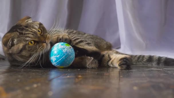 O gato está brincando com um globo. Conceito sobre o mundo em sua mão. câmara lenta — Vídeo de Stock