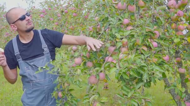 Un agricultor satisfecho en el huerto de manzanas está probando su cosecha. Éxito en la agricultura . — Vídeo de stock