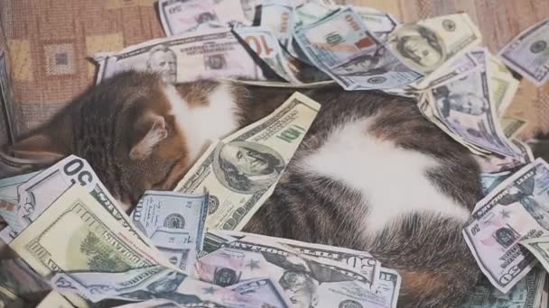 Schattige kat ligt op dollarbiljetten. — Stockvideo