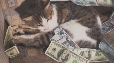 Sevimli kedi dolar faturaları üzerinde yalan söylüyor.