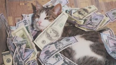 Sevimli kedi dolar faturaları üzerinde yalan söylüyor.