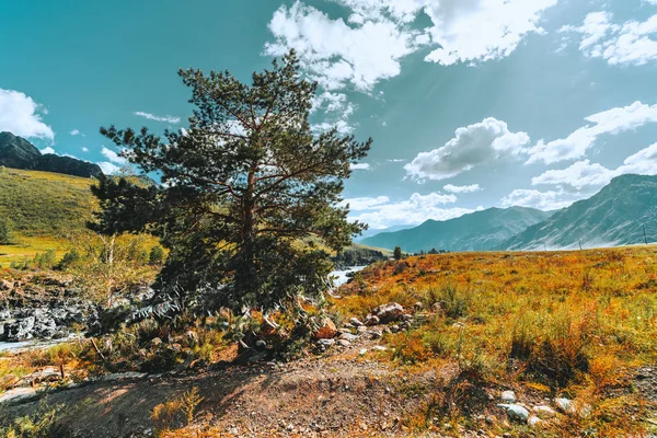 Beautiful Wide Angle Summer Scenery Cedar Tree Foreground Mountain Valley — Stock Photo, Image