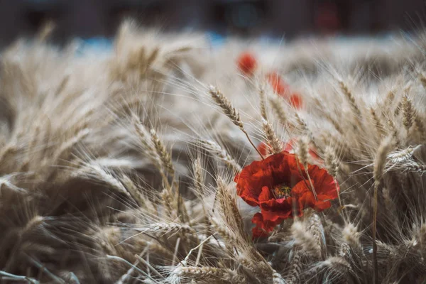 赤い人工芽 フィールドの浅い深さを持つフィールドで左 穂状花序の熟したトウモロコシのケシの花と小麦 — ストック写真