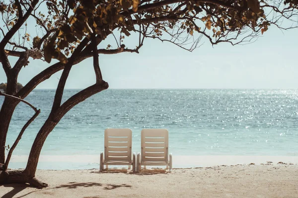 Due Chaise Longue Sulla Spiaggia Sabbia Corallina Sotto Albero Con — Foto Stock