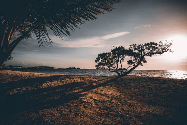 日落的广角拍摄在热带海滩与珊瑚沙子 美丽的树在海岸线粉红色太阳耀斑在地平线上 长的阴影和棕榈树枝在前景 海景背后 — 图库照片