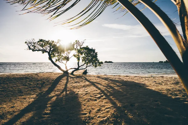 宽角度视图的日落在一个宁静的海滩上的热带度假胜地与树附近的海岸线和棕榈树枝在前景 海洋海景在背景 长的阴影 温暖的共鸣 — 图库照片