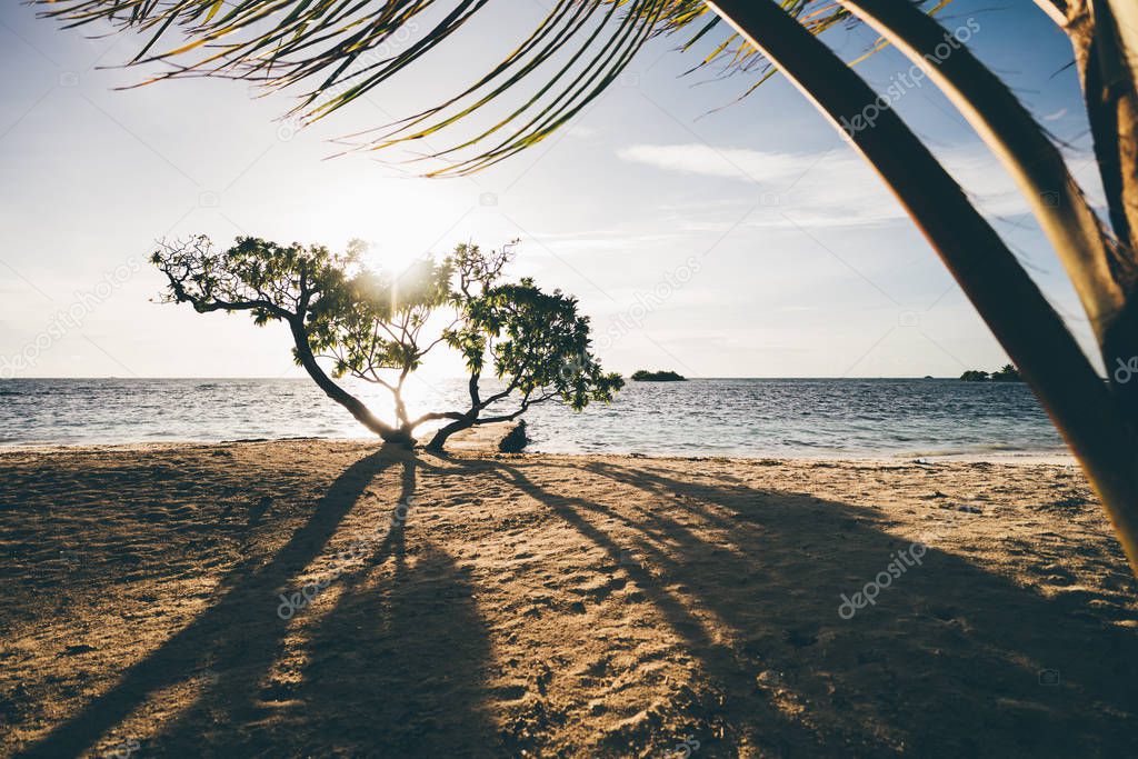 Wide-angle view of the sunset on a tranquil beach of a tropical resort with the tree near the coastline and palm branch in the foreground, ocean seascape in the background, long shadows, warm vibes
