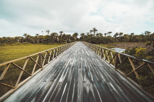 宽角度看一条长湿地道的木桥 越过草地沼泽后的雨 用棕榈树和其他亚热带树木和植物的背景 巴西巴伊亚国家 — 图库照片