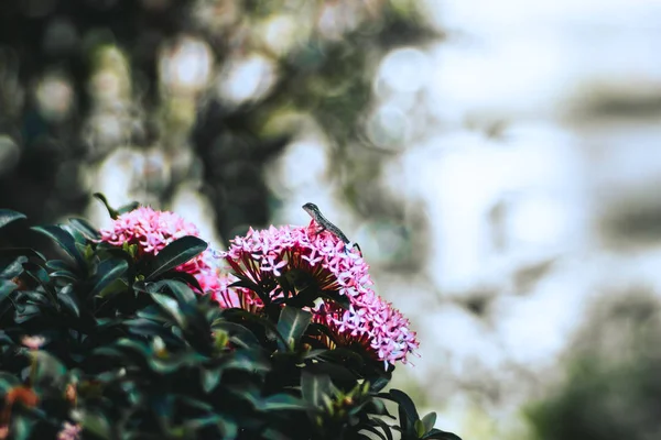 Lagarto Gecko Congelaram Nas Flores Cor Rosa Arbusto Parque Profundidade — Fotografia de Stock