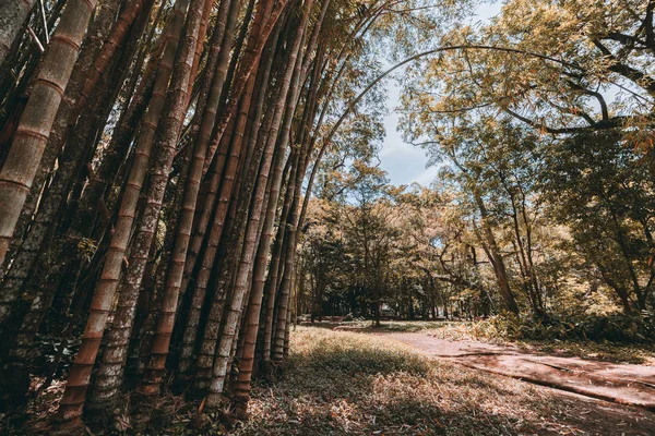 Paisagem Com Moitas Escuras Troncos Bambu Grossos Contíguo Clareira Verão — Fotografia de Stock