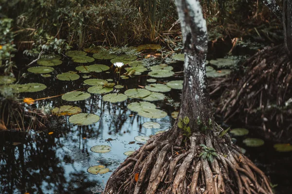 Echte Kippsicht Auf Einen Rauschenden Tropischen Teich Schöne Einzelne Seerose — Stockfoto