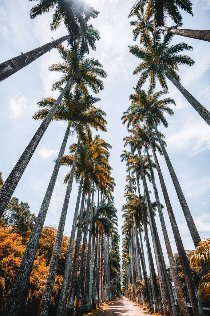 Wide-angle view from bottom of alley with stunning giant Roystonea oleracea palm trees surrounded by lawns located in botanic garden in Rio de Janeiro