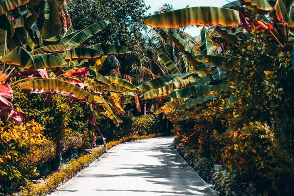 Schmaler Fußweg Einer Gasse Eines Tropischen Resorts Umgeben Von Malerischen — Stockfoto
