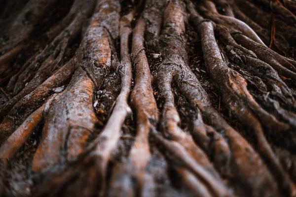 Obrovské Dramatické Hnědé Kořeny Tropického Stromu Deštném Pralese Malou Hloubkou — Stock fotografie
