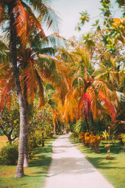Bunte Gasse Einem Tropischen Resort Umgeben Von Malerischen Palmen Und — Stockfoto