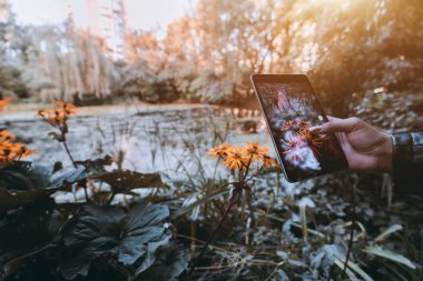 Ufuk arka planda bir su birikintisi yakın büyür çiçek fotoğrafçılık dijital tablet ile el; Sadece, geniş açılı görünümü yakınındaki güzel bir bitki fotoğraf çekmek için onun tablet pc kullanan kız