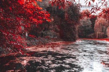 Renkli muskeg gölet birden çok willows ve diğer ağaçlar etrafında, kıçımın ile canlı kırmızı renklerde Şehir Parkı ve gökyüzü ve çevredeki binalara bölümlerini yansıtan su duckweed