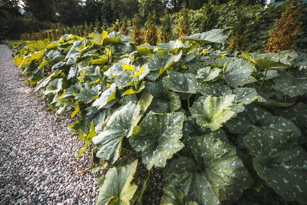 カボチャ ズッキーニ カボチャの茂みに細長い木片広角ビュー 大きな葉 複数の卵巣や花 左側の Chippings — ストック写真