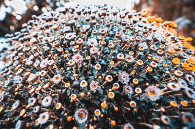 Huge spherical bush of flowers shot on a wide-angle lens: orange, pink and bluish vivid colors, shallow depth of field, chromatic aberrations in a defocused background clipart