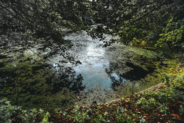 夏の日の木の影で溝水 Muskeg 池の広角視界 たくさんの枝 藻の空を反映して 草の生い茂った池の銀行 — ストック写真