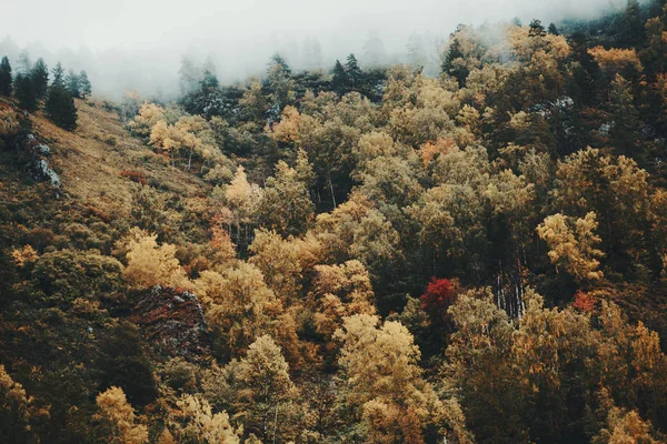 Склоне Холма Растет Много Осенних Цветных Деревьев Березы Кедры Сосны — стоковое фото