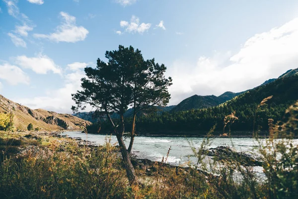 広角接写距離の針葉樹林 前景に アルタイ ロシア原産の草の生い茂った丘 岩の川岸に位置する単一の松 — ストック写真