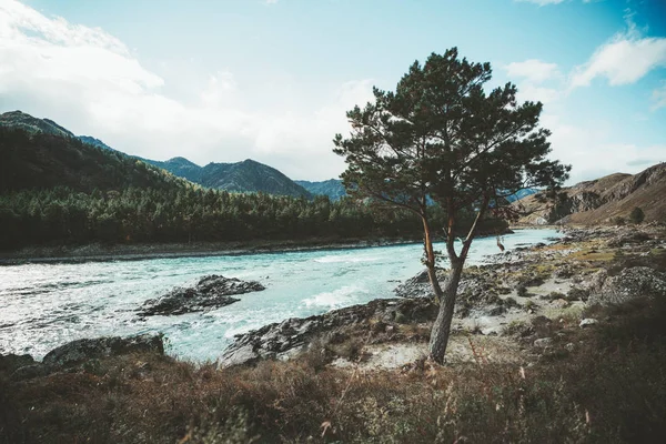Una Ribera Pedregosa Río Montaña Katun Con Gran Cedro Hierbas — Foto de Stock