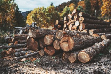 Kırsal kesimde sonbahar bir ormandaki iki büyük kümeler bol kesim ahşap geniş açı görmek günlükleri; günlük lumbers arkasında, çamur ön planda sonbahar ahşap rustik bir alanda kereste yakınındaki