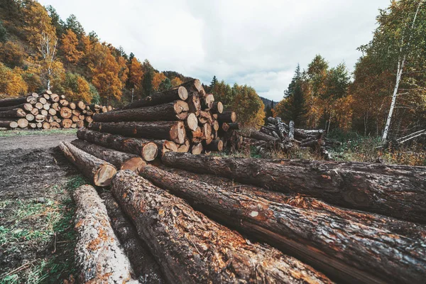 Vista Gran Angular Campamento Maderero Campo Bosque Otoño Con Montones — Foto de Stock