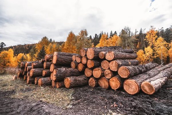 Wide Angle Shot Stockpile Fresh Logs Autumn Woods Mud Ground — Stock Photo, Image