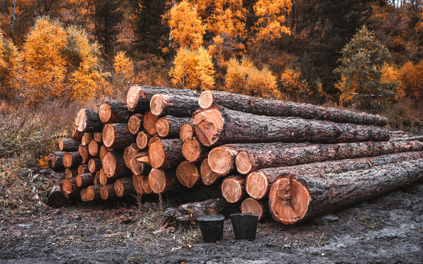 A giant heap of logging timbers in an autumn logging camp; multiple beams with a fresh cross-section of the tree in an outdoor sawmill, wide-angle shot