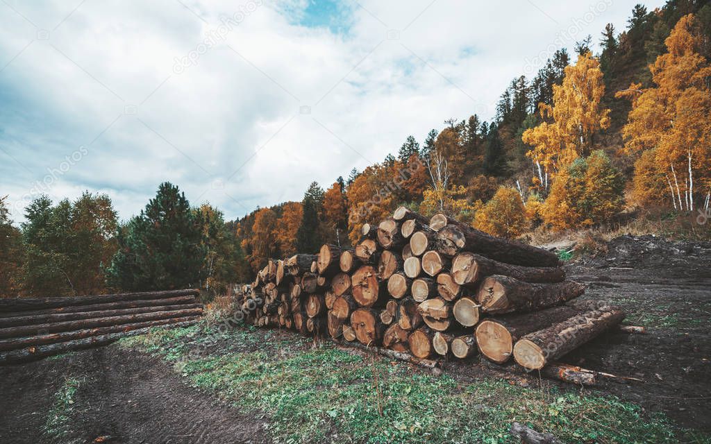 Side wide-angle view of a heap of raw tree trunks prepared for  woodworking, with an autumn wood behind; a logging camp with multiple recently cut timbers in fall forest in the countryside