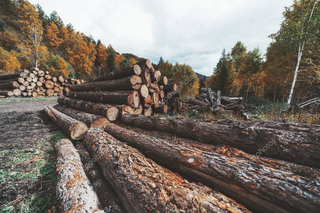 Wide-angle view of a logging camp on the countryside in an autumn forest with heaps of recently cut tree trunks; numerous timber near a rural sawmill in fall settings with hills in the background