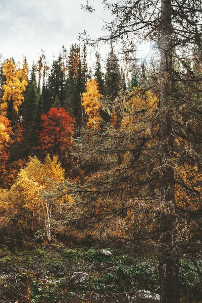 Vertikální Shot Obrovský Smrk Porostlých Mechem Jeho Větvích Barevné Podzimní — Stock fotografie