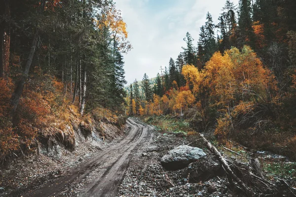 Taşlarla Çevrili Toprak Yol Mesafe Dağ Orman Içine Uzanan Geniş — Stok fotoğraf