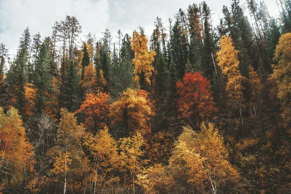 たっぷり秋の色の木の生い茂った大河の丘 梢に触れる太陽などロシアのアルタイで山の斜面の秋森 — ストック写真
