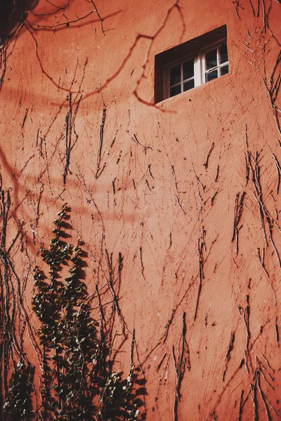 A red wall overgrown with the ivy with a small rectangular window on the top; the building facade of vivid color with small antique window above, multiple bindweed branches on the wall surface